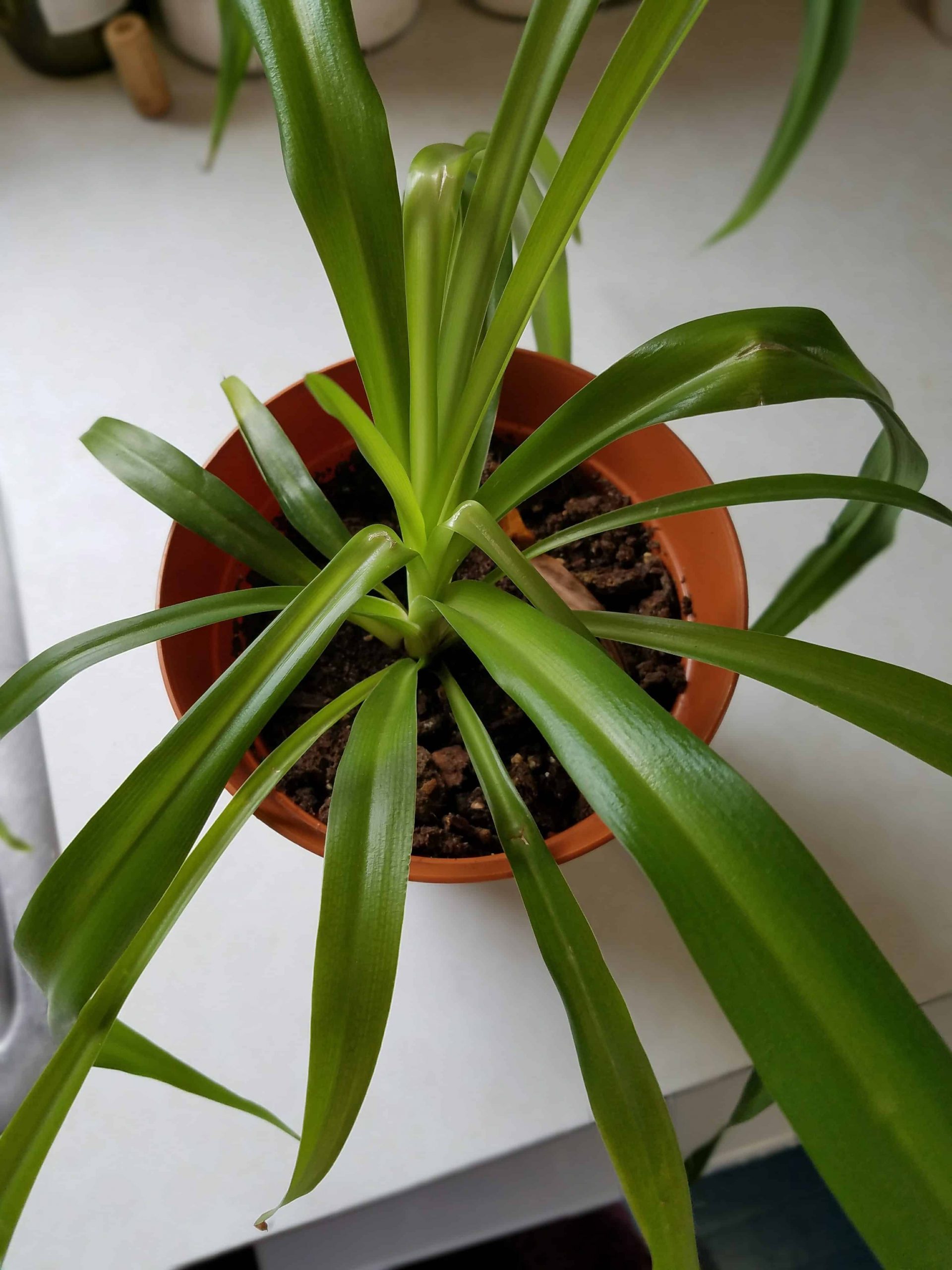 Spider houseplants