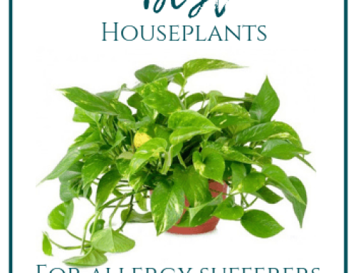 Best Indoor Houseplants for Allergies